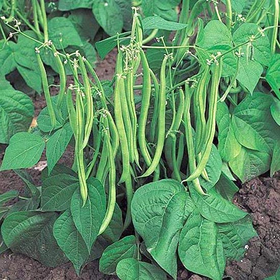 Chedi Beans Seeds