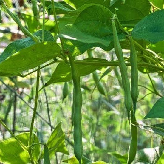 Kodi Beans Seeds