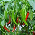 Long Chilli Seeds